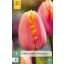 Kvetinové cibuľky Tulipán Apricot Favourite 7 kusov JUB