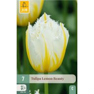 Kvetinová cibuľka Tulipán Lemon Beauty 7 kusov JUB