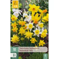 Cibuľový narcis Botanická zmes 10 ks