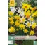 Cibuľový narcis Botanická zmes 10 ks