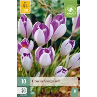 Kvetinové cibuľky Krókusz Vanguard 10 kusov JUB