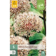 Kvitnúce cibule Okrasná cibuľa Karataviense 5 ks JUB