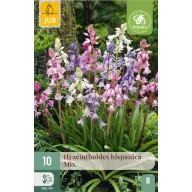   Kvetinová cibuľka Španielsky zvonček Hispanica Mix 10 kusov JUB