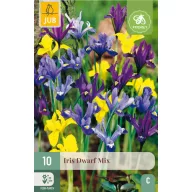 Cibuľky kosaťca Iris Dwarf Mix 10 ks JUB