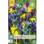Cibuľky kosaťca Iris Dwarf Mix 10 ks JUB