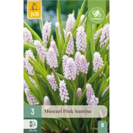   Cibuľky hrozienka Gyöngyike (Muscari) Pink Sunrise 3 ks JUB