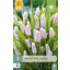 Cibuľky hrozienka Gyöngyike (Muscari) Pink Sunrise 3 ks JUB
