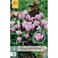 Cibuľka cyklámen (Cyclamen hederifolium) 2 ks JUB