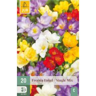 Cibuľky kvetov Frézia Enkel/Single Mix 20 ks JUB