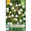 Cibuľky letnej snežienky (Leucojum aestivum) 10 ks JUB