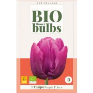 BIO cibuľky tulipánov Purple Prince 7 ks JUB