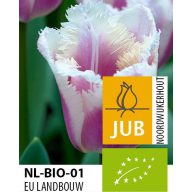 BIO cibuľky tulipánu Siesta 7 ks JUB