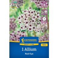 Cibuľa okrasná červené oko Kiepenkerl 1 ks