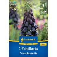   Kvetinová cibuľka Fritillaria Purple Favourite Kiepenkerl 1 ks