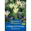 Zmes kvetinových cibuliek 4 tulipány a 8 krokusov Jarné duo Kiepenkerl 12 ks