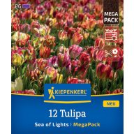   Žiarovka Tulipánové more svetiel Megapack Kiepenkerl 12 ks