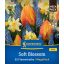 Žiarovka Tulipán-Tulipánová zmes Soft Blossom Megapack Kiepenkerl 25 ks