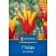 Kvetinové cibuľky Tulipán Ohnivé krídla Kiepenkerl 7 ks