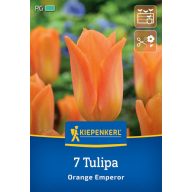  Kvetinová žiarovka Tulipán oranžový Emperor Kiepenkerl 7 ks