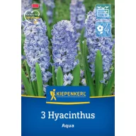 Kvetinové cibuľky Jasmín Aqua Kiepenkerl 3 ks