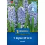 Kvetinové cibuľky Jasmín Aqua Kiepenkerl 3 ks