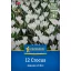 Kvetinové cibule Coconut Jeanne d'Arc Kiepenkerl 12 kusov