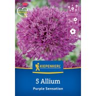   Kvetinová cibuľka Okrasná cibuľa Purple Sensation Kiepenkerl 5 ks