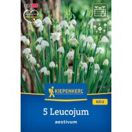 Cibuľový hrach jarný (Leucojum aestivum) Kiepenkerl 5 ks