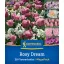 Zmes kvetinových cibuliek Rosy Dream Mix Kiepenkerl 28 ks