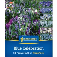 Zmes kvetinových cibuliek Blue Celebration Kiepenkerl 50 ks