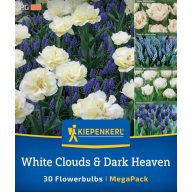   Cibuľky tulipánu Tulipán-Gyöngyike Mega-Pack White Clouds & Dark Heaven Kiepenkerl 30 ks