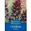 Kvetinová cibuľka Perzská cisárska koruna (Fritillaria persica) Kiepenkerl 1 ks