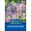 Cibuľky španielskeho modrého zvončeka mix (Hyacintoides) Kiepenkerl 10 ks
