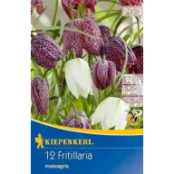   Cibuľky kockovanej ľalie Mix (Fritillaria Mix) Kiepenkerl 15 ks