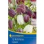 Cibuľky kockovanej ľalie Mix (Fritillaria Mix) Kiepenkerl 15 ks