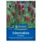 Ďatelina purpurová (Trifolium inc.)-zelené hnojivo a včelár pre 25 m2 Kiepenkerl