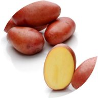 Burgonya vetőgumó "Rosara" 50 db