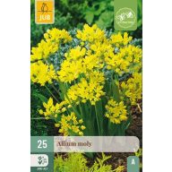 Virághagyma Allium Moly 25 db JUB