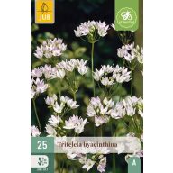   Virághagyma Vajszínű csillaghagyma (Triteleia hyacinthina) 25 db JUB