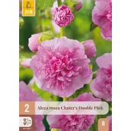 Évelő Alcea Rosea Chater's Double Pink 2 db JUB