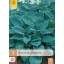 Évelő Hosta Halcyon 1 db JUB