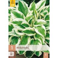 Évelő Hosta Patriot 1 db JUB