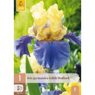 Évelő Iris germanica Edith Wolford 1 db JUB
