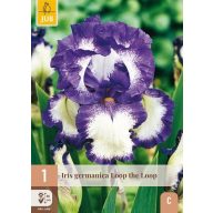 Évelő Iris germanica Loop the Loop 1 db JUB