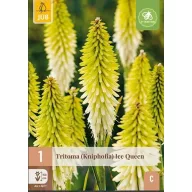   Évelő Tritoma (Kniphofia) Ice Queen (Fáklyaliliom) 1 db JUB