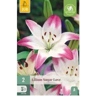 Virághagyma Liliom Sugar Love 2 db JUB