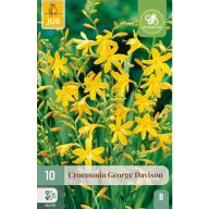   Virághagyma Crocosmia George Davison (Sáfrányfű) 10 db JUB