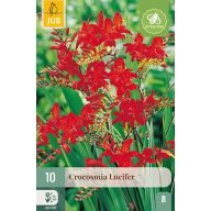 Virághagyma Crocosmia Lucifer (Sáfrányfű) 10 db JUB