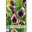 Virághagyma Kála (Zantedeschia) Dubai Nights 1 db JUB