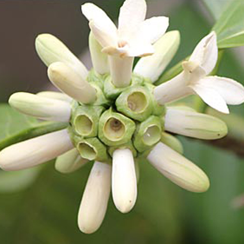 Borojo (Borojoa patinoi) 5 semien